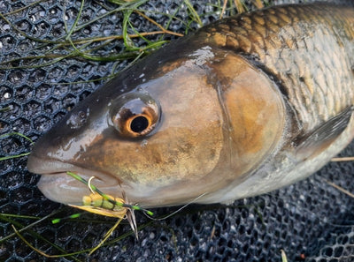 Turrall Top Tips: Going Large - How to fish big dry flies!