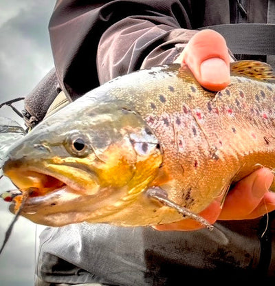 Fly Fishing in Devon and Cornwall Gold