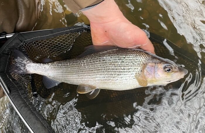 Turrall Top Tips: Winter Fly Fishing for Grayling