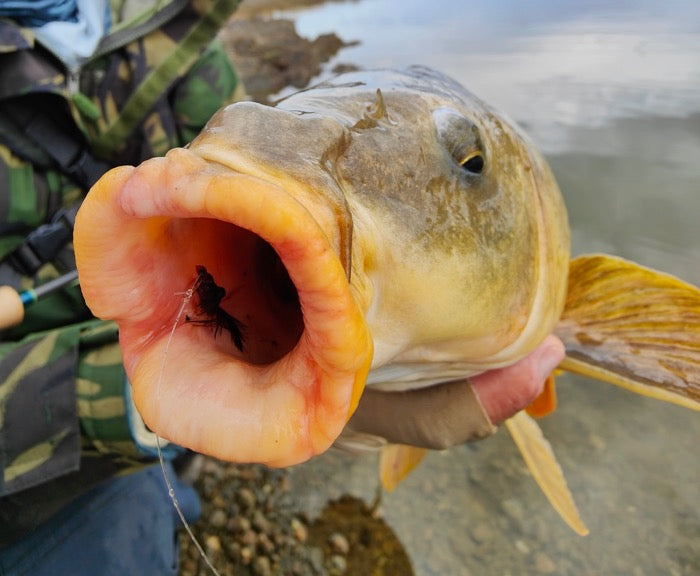 Carp on the Fly: Destination Europe