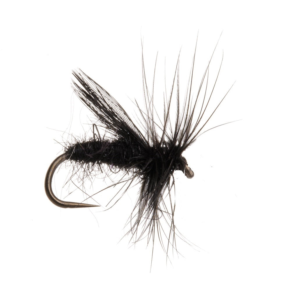 BLACK SEDGE BL