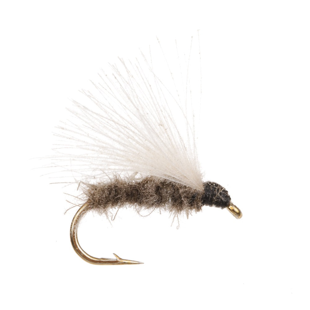 SEDGE CDC WHITE