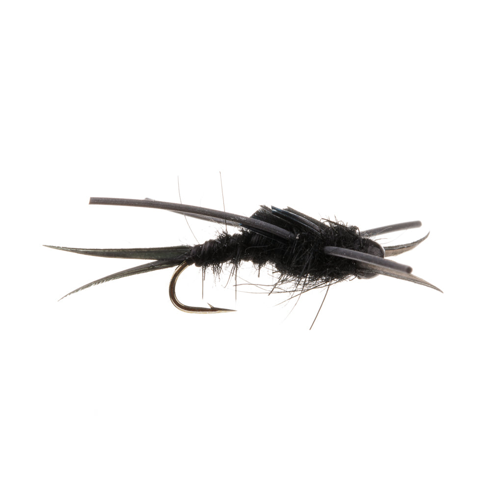 BLACK STONEFLY