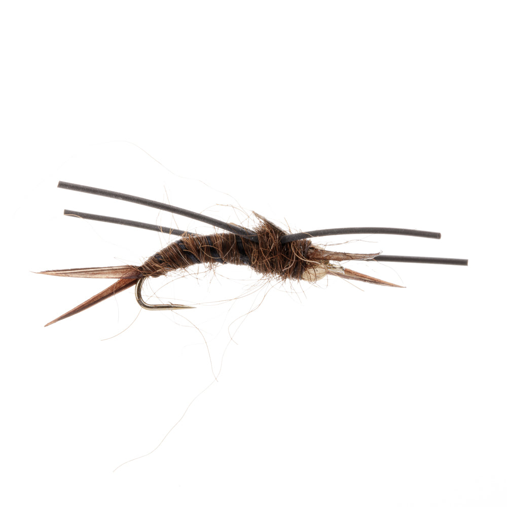 BROWN STONEFLY