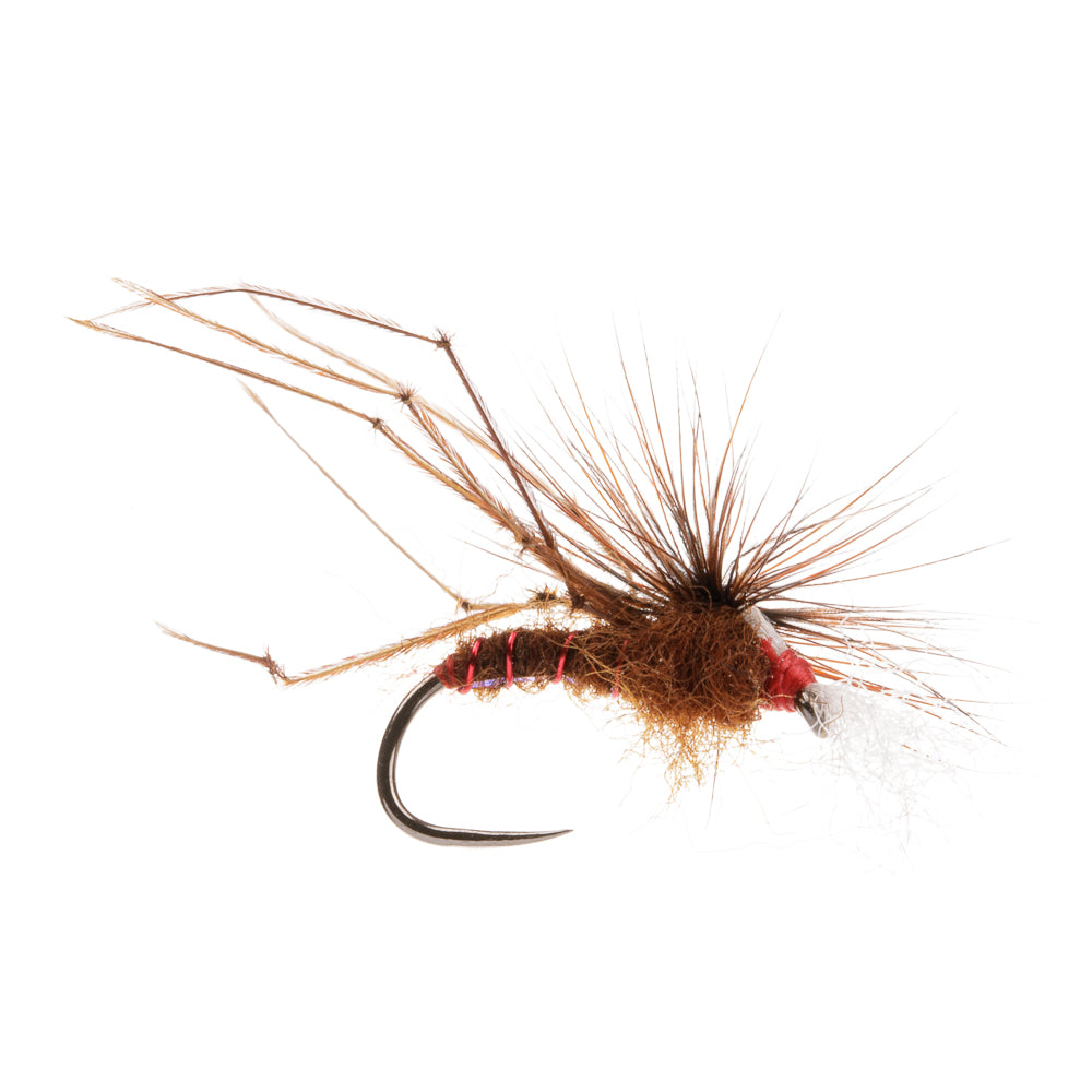 FLASH BELLY HOPPER BROWN BARBLESS